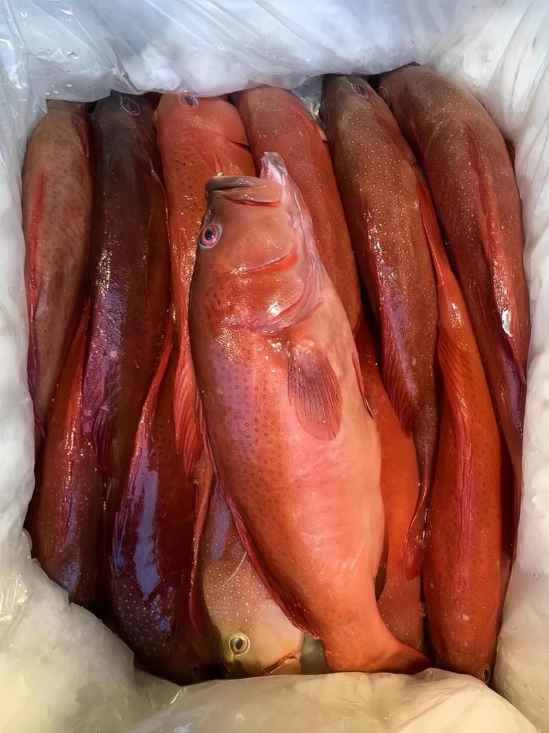 深海紅龍魚有哪些品種，“深海紅龍魚”品種對比表，幫你快速分辨紅龍和橘紅龍的區別 深海紅龍魚有哪些品種，“深海紅龍魚”品種對比表，幫你快速分辨紅龍和橘紅龍的區別 龍魚百科 第10張