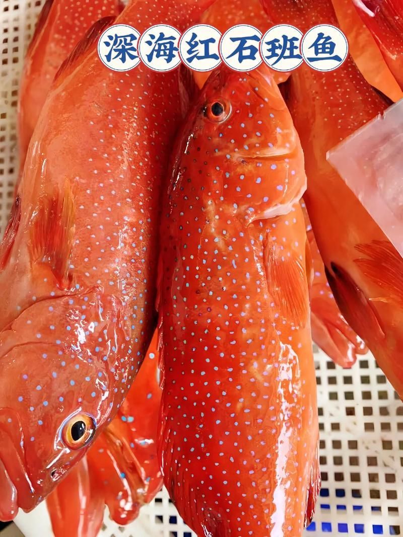 深海紅龍魚有哪些品種，“深海紅龍魚”品種對比表，幫你快速分辨紅龍和橘紅龍的區別 深海紅龍魚有哪些品種，“深海紅龍魚”品種對比表，幫你快速分辨紅龍和橘紅龍的區別 龍魚百科 第8張