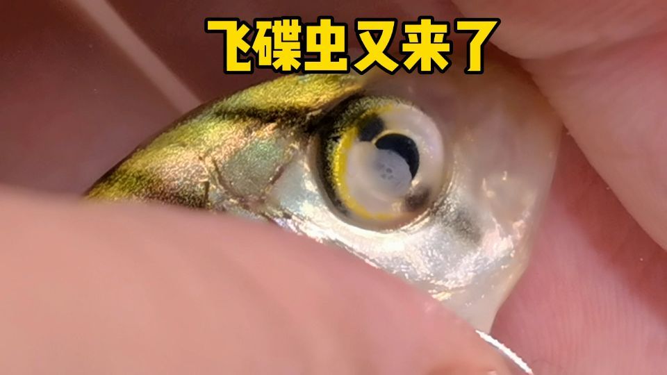 有哪些有效的龍魚寄生蟲藥物，關于龍魚寄生蟲藥物的一些建議