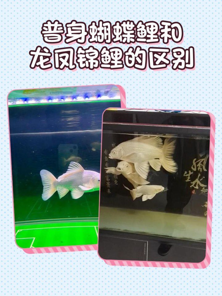 龍鳳錦鯉哪個(gè)品種最珍貴？，龍鳳錦鯉哪個(gè)品種最珍貴