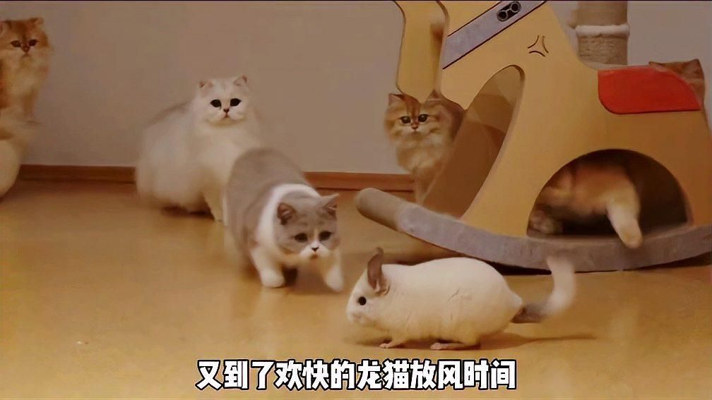 龍貓和貓有哪些可能的互動，龍貓和貓的互動可能包括以下幾種情況
