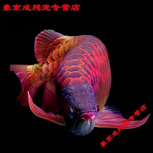 如何辨別真假辣椒紅龍龍魚(yú)？，如何辨別真假辣椒紅龍魚(yú)？