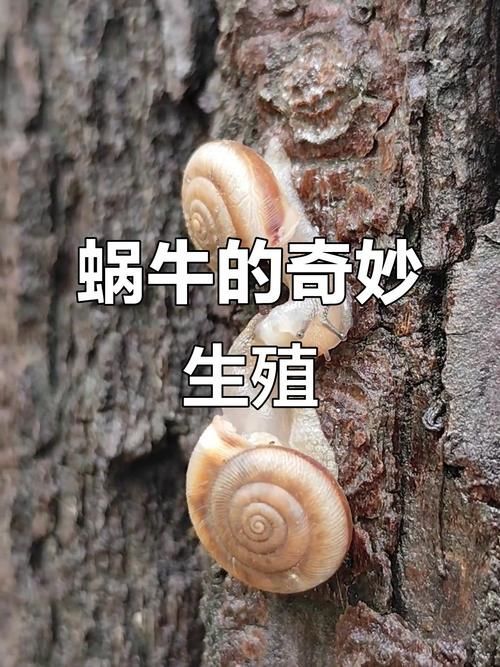 詳細閱讀:能否提供蝸牛交尾的詳細步驟圖,能否提供蝸牛交尾的詳細步驟圖蝸牛交尾的詳細步驟圖 能否提供蝸牛交尾的詳細步驟圖,能否提供蝸牛交尾的詳細步驟圖蝸牛交尾的詳細步驟圖