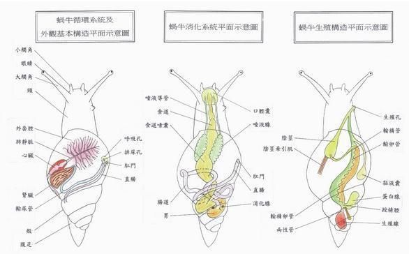 詳細閱讀:能否提供蝸牛交尾的詳細步驟圖,能否提供蝸牛交尾的詳細步驟圖蝸牛交尾的詳細步驟圖 能否提供蝸牛交尾的詳細步驟圖,能否提供蝸牛交尾的詳細步驟圖蝸牛交尾的詳細步驟圖