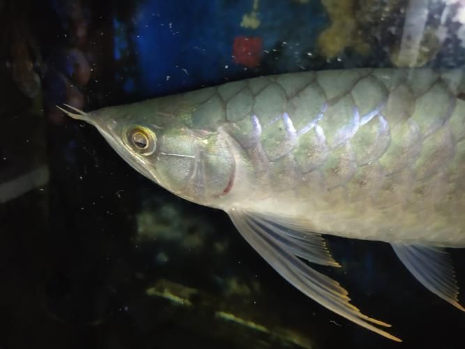 藥浴消毒時(shí)，龍魚會出現(xiàn)哪些反應(yīng)，藥浴消毒時(shí)龍魚（>120次/gt;120次/gt;7天