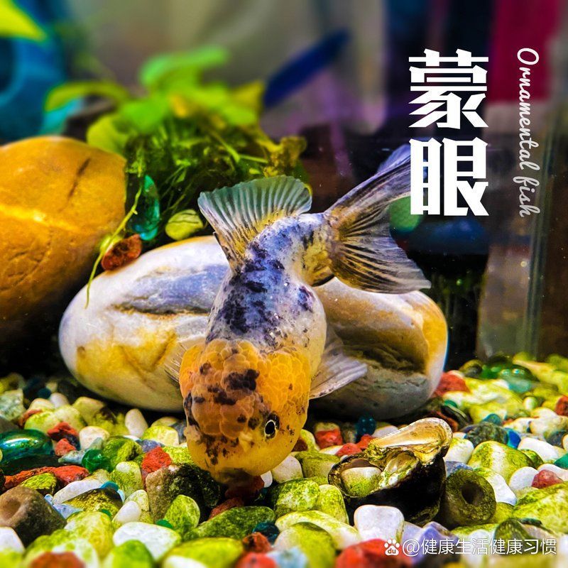 有哪些藥物可以預防觀賞魚眼睛白膜，三種有效藥物治療觀賞魚眼白膜全攻略