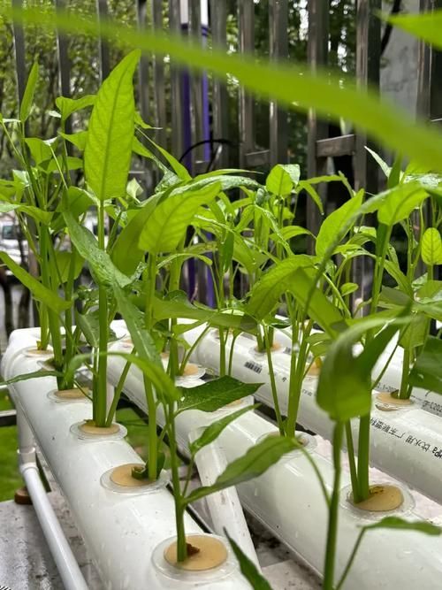 如何預(yù)防魚浮頭,/水產(chǎn)養(yǎng)殖魚浮頭預(yù)防詳解:如何預(yù)防魚浮頭 龍魚百科 第10張 如何預(yù)防魚浮頭,/水產(chǎn)養(yǎng)殖魚浮頭預(yù)防詳解:如何預(yù)防魚浮頭 如何預(yù)防魚浮頭,/水產(chǎn)養(yǎng)殖魚浮頭預(yù)防詳解:如何預(yù)防魚浮頭 龍魚百科 第10張