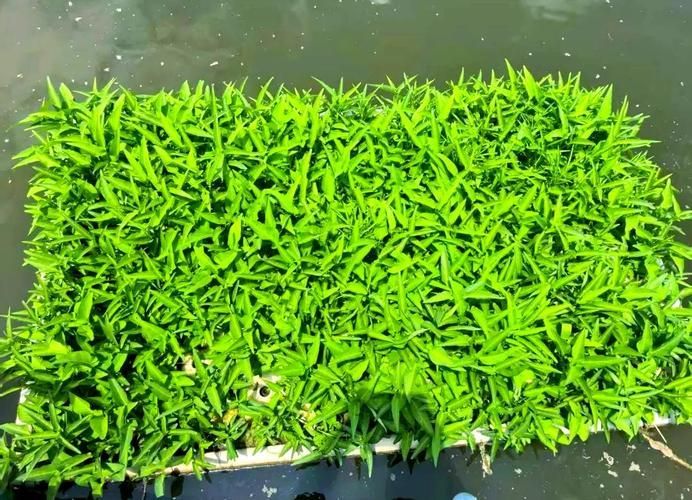 如何預(yù)防魚浮頭,/水產(chǎn)養(yǎng)殖魚浮頭預(yù)防詳解:如何預(yù)防魚浮頭 龍魚百科 第6張 如何預(yù)防魚浮頭,/水產(chǎn)養(yǎng)殖魚浮頭預(yù)防詳解:如何預(yù)防魚浮頭 如何預(yù)防魚浮頭,/水產(chǎn)養(yǎng)殖魚浮頭預(yù)防詳解:如何預(yù)防魚浮頭 龍魚百科 第6張