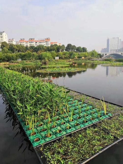 如何預(yù)防魚浮頭,/水產(chǎn)養(yǎng)殖魚浮頭預(yù)防詳解:如何預(yù)防魚浮頭 龍魚百科 第8張 如何預(yù)防魚浮頭,/水產(chǎn)養(yǎng)殖魚浮頭預(yù)防詳解:如何預(yù)防魚浮頭 如何預(yù)防魚浮頭,/水產(chǎn)養(yǎng)殖魚浮頭預(yù)防詳解:如何預(yù)防魚浮頭 龍魚百科 第8張