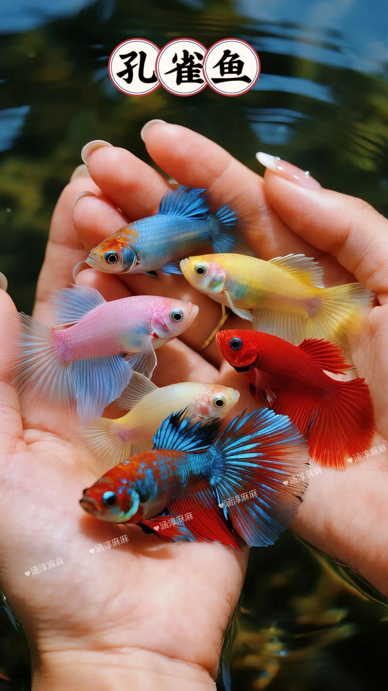能否提供十大最好養(yǎng)魚的詳細圖文介紹 龍魚百科 第3張 能否提供十大最好養(yǎng)魚的詳細圖文介紹 能否提供十大最好養(yǎng)魚的詳細圖文介紹 龍魚百科 第3張