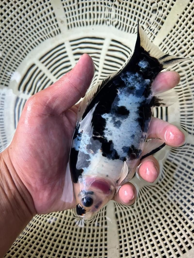 能否提供十大最好養(yǎng)魚的詳細圖文介紹 龍魚百科 第22張 能否提供十大最好養(yǎng)魚的詳細圖文介紹 能否提供十大最好養(yǎng)魚的詳細圖文介紹 龍魚百科 第22張