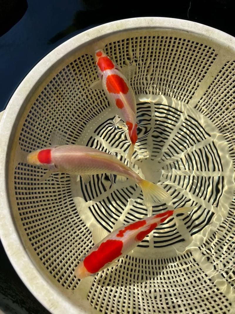 能否提供十大最好養(yǎng)魚的詳細圖文介紹 龍魚百科 第18張 能否提供十大最好養(yǎng)魚的詳細圖文介紹 能否提供十大最好養(yǎng)魚的詳細圖文介紹 龍魚百科 第18張