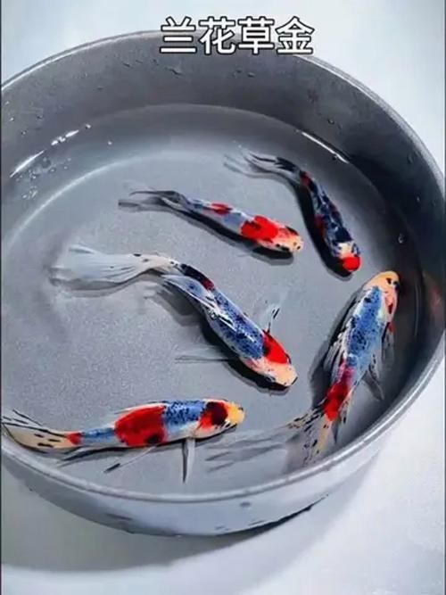 能否提供十大最好養(yǎng)魚的詳細圖文介紹 龍魚百科 第24張 能否提供十大最好養(yǎng)魚的詳細圖文介紹 能否提供十大最好養(yǎng)魚的詳細圖文介紹 龍魚百科 第24張
