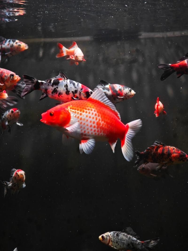 能否提供十大最好養(yǎng)魚的詳細圖文介紹 龍魚百科 第23張 能否提供十大最好養(yǎng)魚的詳細圖文介紹 能否提供十大最好養(yǎng)魚的詳細圖文介紹 龍魚百科 第23張