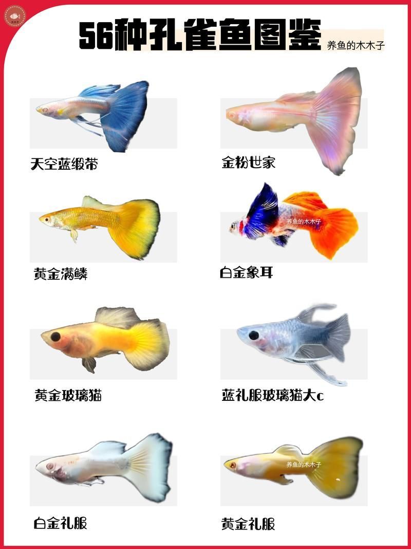 能否提供十大最好養(yǎng)魚的詳細圖文介紹 龍魚百科 第6張 能否提供十大最好養(yǎng)魚的詳細圖文介紹 能否提供十大最好養(yǎng)魚的詳細圖文介紹 龍魚百科 第6張