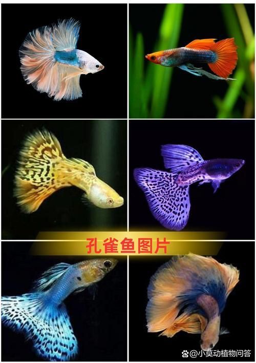能否提供十大最好養(yǎng)魚的詳細圖文介紹 龍魚百科 第4張 能否提供十大最好養(yǎng)魚的詳細圖文介紹 能否提供十大最好養(yǎng)魚的詳細圖文介紹 龍魚百科 第4張