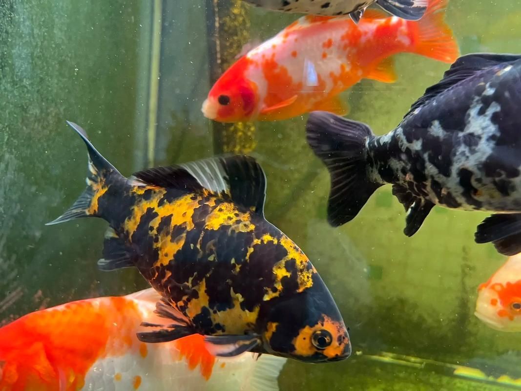 能否提供十大最好養(yǎng)魚的詳細圖文介紹 龍魚百科 第26張 能否提供十大最好養(yǎng)魚的詳細圖文介紹 能否提供十大最好養(yǎng)魚的詳細圖文介紹 龍魚百科 第26張