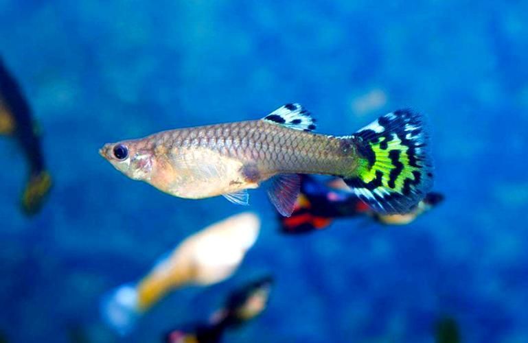 能否提供十大最好養(yǎng)魚的詳細圖文介紹 龍魚百科 第9張 能否提供十大最好養(yǎng)魚的詳細圖文介紹 能否提供十大最好養(yǎng)魚的詳細圖文介紹 龍魚百科 第9張