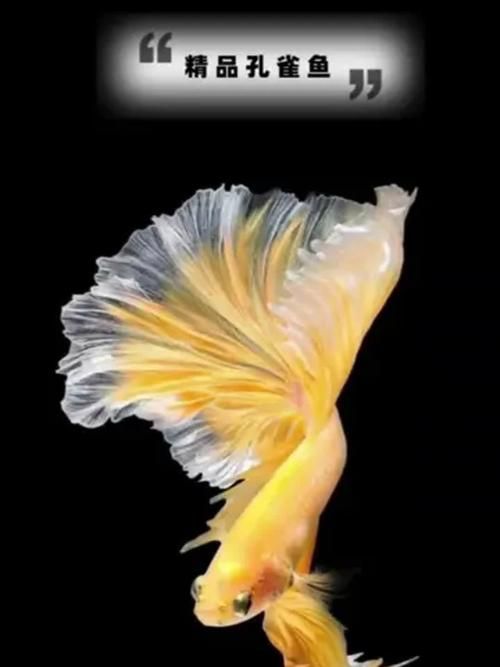 能否提供十大最好養(yǎng)魚的詳細圖文介紹 龍魚百科 第8張 能否提供十大最好養(yǎng)魚的詳細圖文介紹 能否提供十大最好養(yǎng)魚的詳細圖文介紹 龍魚百科 第8張