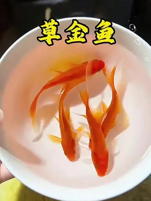 能否提供十大最好養(yǎng)魚的詳細圖文介紹 龍魚百科 第20張 能否提供十大最好養(yǎng)魚的詳細圖文介紹 能否提供十大最好養(yǎng)魚的詳細圖文介紹 龍魚百科 第20張