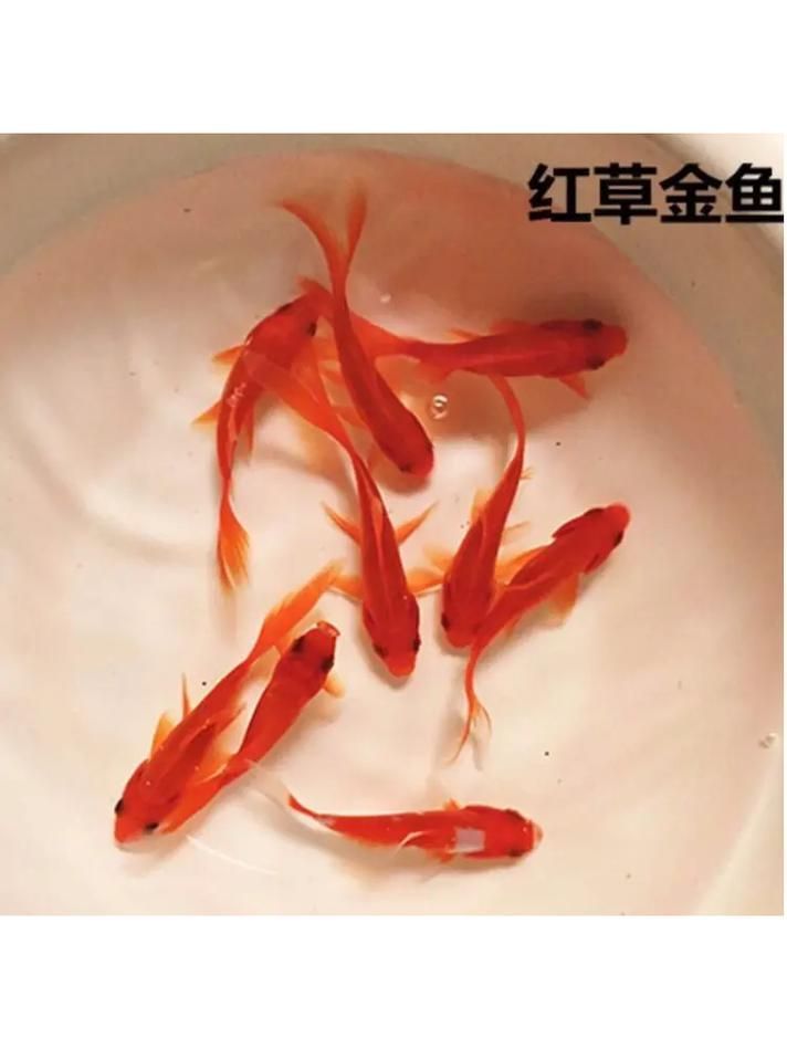 能否提供十大最好養(yǎng)魚的詳細圖文介紹 龍魚百科 第19張 能否提供十大最好養(yǎng)魚的詳細圖文介紹 能否提供十大最好養(yǎng)魚的詳細圖文介紹 龍魚百科 第19張