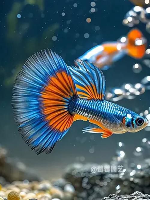 能否提供十大最好養(yǎng)魚的詳細圖文介紹 能否提供十大最好養(yǎng)魚的詳細圖文介紹 龍魚百科 第16張