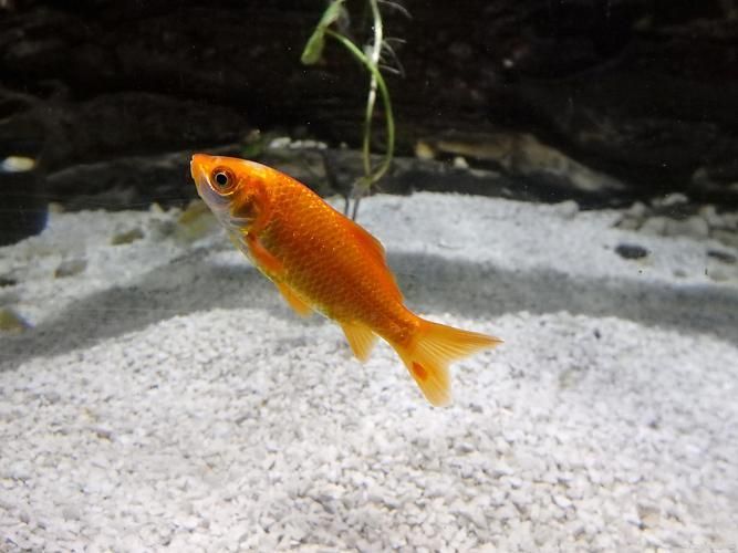 能否提供十大最好養(yǎng)魚的詳細圖文介紹 龍魚百科 第21張 能否提供十大最好養(yǎng)魚的詳細圖文介紹 能否提供十大最好養(yǎng)魚的詳細圖文介紹 龍魚百科 第21張