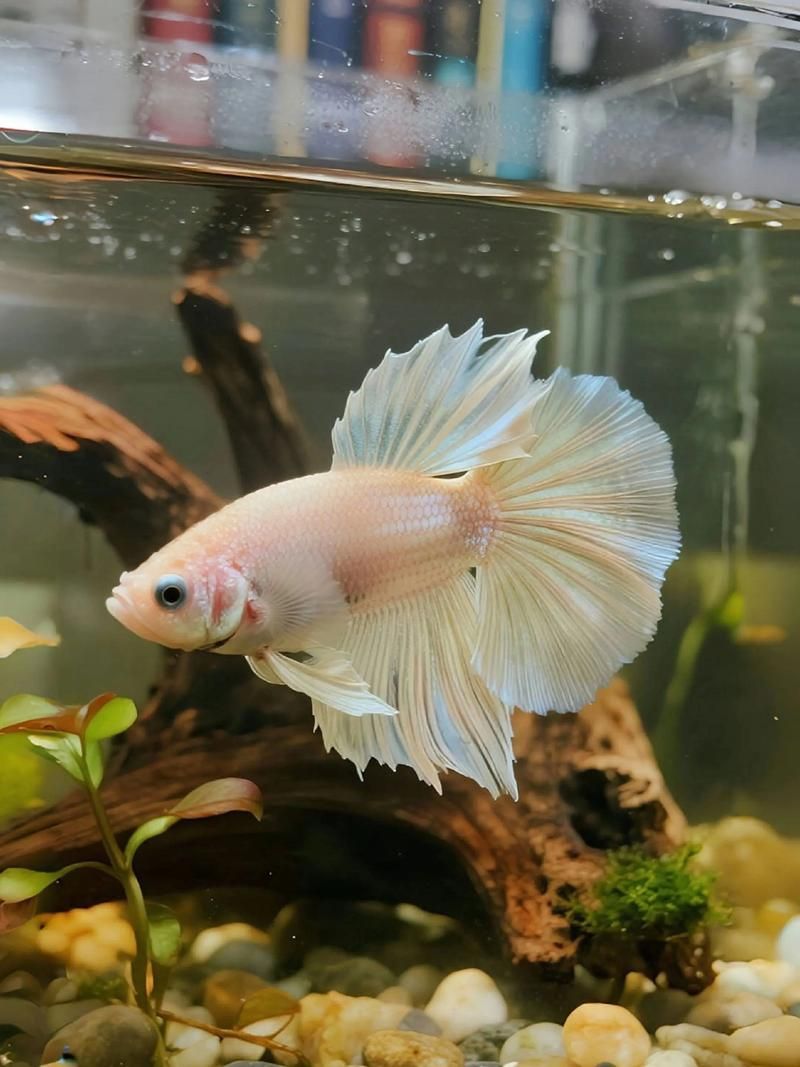 能否提供十大最好養(yǎng)魚的詳細圖文介紹 龍魚百科 第7張 能否提供十大最好養(yǎng)魚的詳細圖文介紹 能否提供十大最好養(yǎng)魚的詳細圖文介紹 龍魚百科 第7張