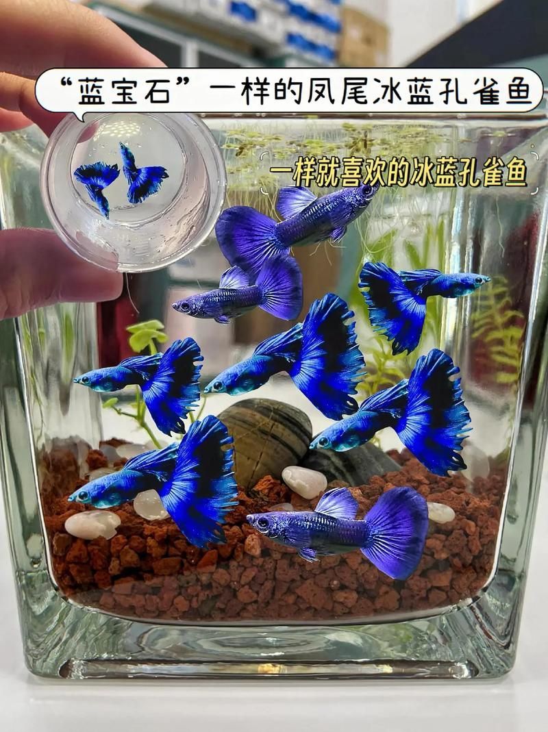 能否提供十大最好養(yǎng)魚的詳細圖文介紹 龍魚百科 第12張 能否提供十大最好養(yǎng)魚的詳細圖文介紹 能否提供十大最好養(yǎng)魚的詳細圖文介紹 龍魚百科 第12張