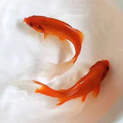 能否提供十大最好養(yǎng)魚的詳細圖文介紹 龍魚百科 第28張 能否提供十大最好養(yǎng)魚的詳細圖文介紹 能否提供十大最好養(yǎng)魚的詳細圖文介紹 龍魚百科 第28張