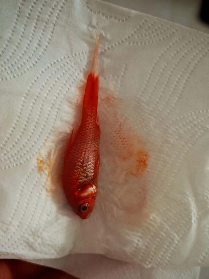 能否提供十大最好養(yǎng)魚的詳細圖文介紹 龍魚百科 第29張 能否提供十大最好養(yǎng)魚的詳細圖文介紹 能否提供十大最好養(yǎng)魚的詳細圖文介紹 龍魚百科 第29張