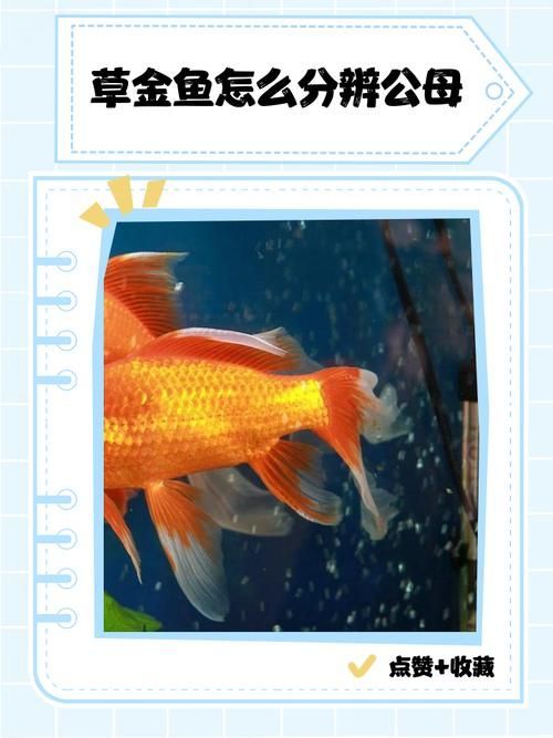 能否提供十大最好養(yǎng)魚的詳細圖文介紹 龍魚百科 第33張 能否提供十大最好養(yǎng)魚的詳細圖文介紹 能否提供十大最好養(yǎng)魚的詳細圖文介紹 龍魚百科 第33張