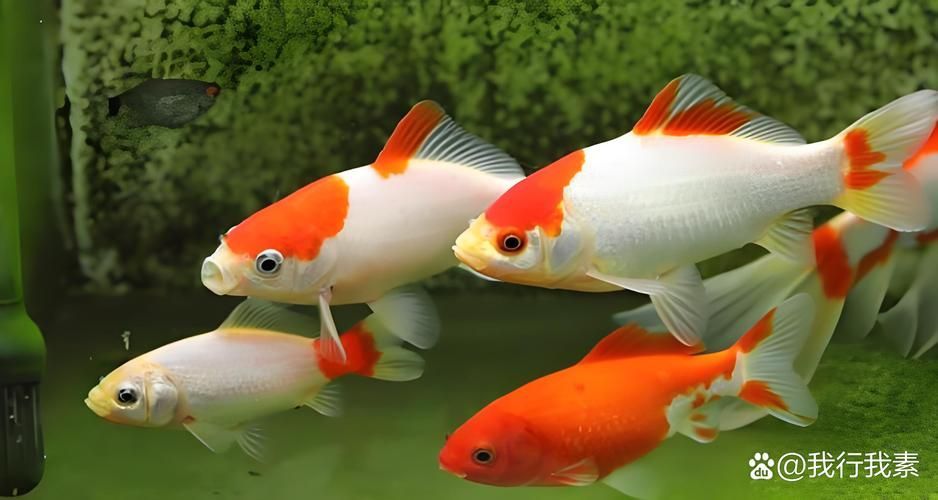 能否提供十大最好養(yǎng)魚的詳細圖文介紹 龍魚百科 第35張 能否提供十大最好養(yǎng)魚的詳細圖文介紹 能否提供十大最好養(yǎng)魚的詳細圖文介紹 龍魚百科 第35張