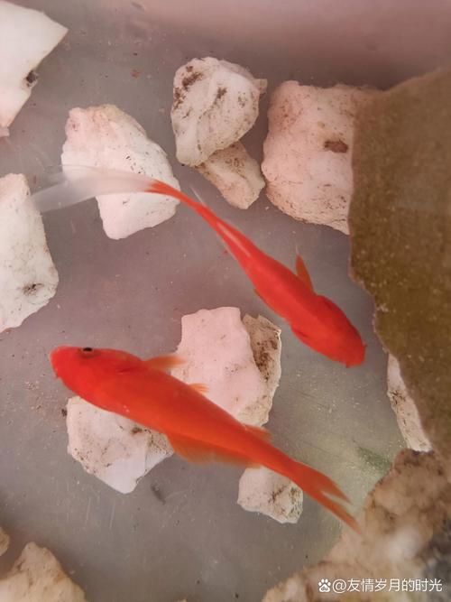 能否提供十大最好養(yǎng)魚的詳細圖文介紹 龍魚百科 第34張 能否提供十大最好養(yǎng)魚的詳細圖文介紹 能否提供十大最好養(yǎng)魚的詳細圖文介紹 龍魚百科 第34張