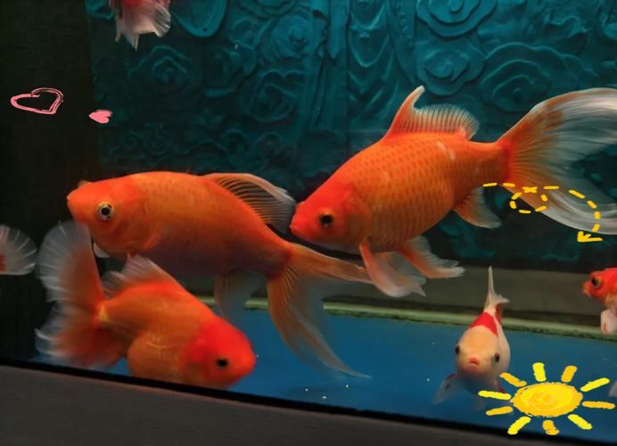 能否提供十大最好養(yǎng)魚的詳細圖文介紹 龍魚百科 第27張 能否提供十大最好養(yǎng)魚的詳細圖文介紹 能否提供十大最好養(yǎng)魚的詳細圖文介紹 龍魚百科 第27張