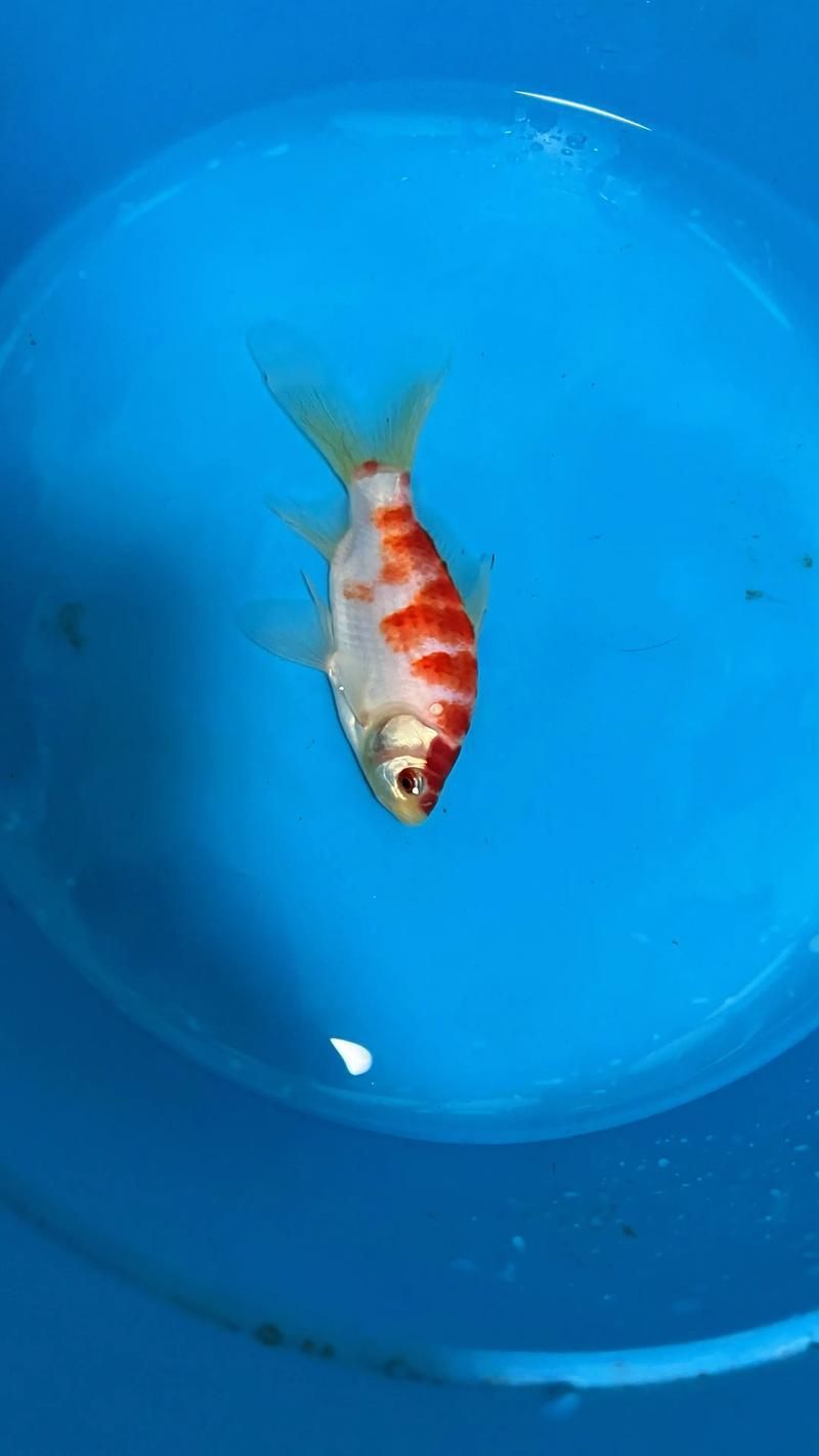 能否提供十大最好養(yǎng)魚的詳細圖文介紹 龍魚百科 第36張 能否提供十大最好養(yǎng)魚的詳細圖文介紹 能否提供十大最好養(yǎng)魚的詳細圖文介紹 龍魚百科 第36張