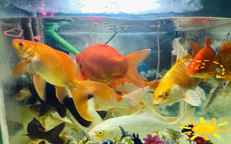 能否提供十大最好養(yǎng)魚的詳細圖文介紹 龍魚百科 第31張 能否提供十大最好養(yǎng)魚的詳細圖文介紹 能否提供十大最好養(yǎng)魚的詳細圖文介紹 龍魚百科 第31張