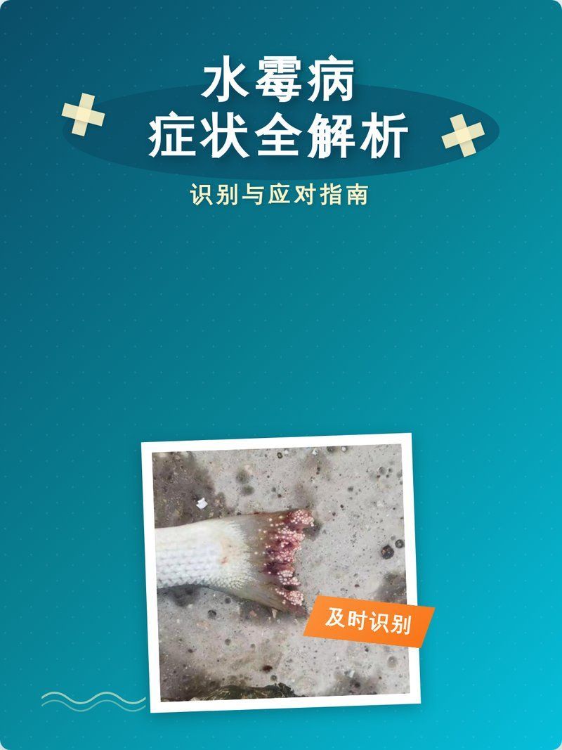 龍魚水霉病中期如何治療最有效，龍魚水霉病中期如何治療