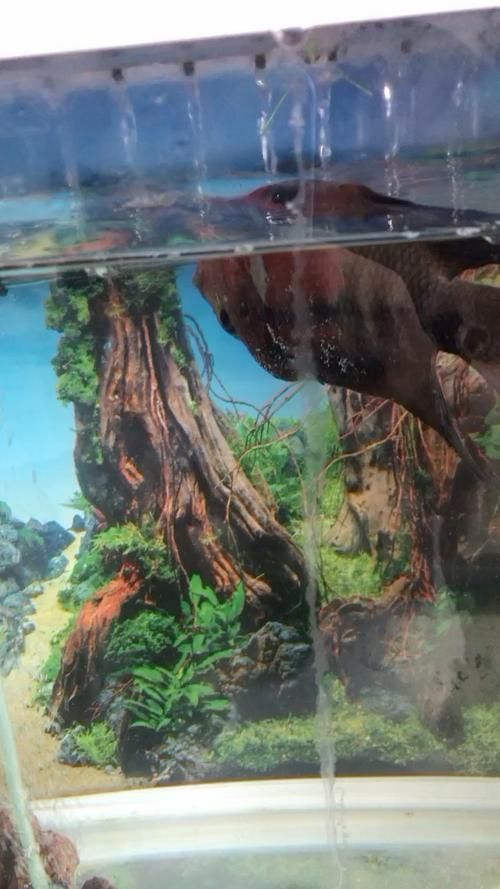 祥龍魚場有哪些旗艦品種，祥龍魚場旗艦品種對比表,