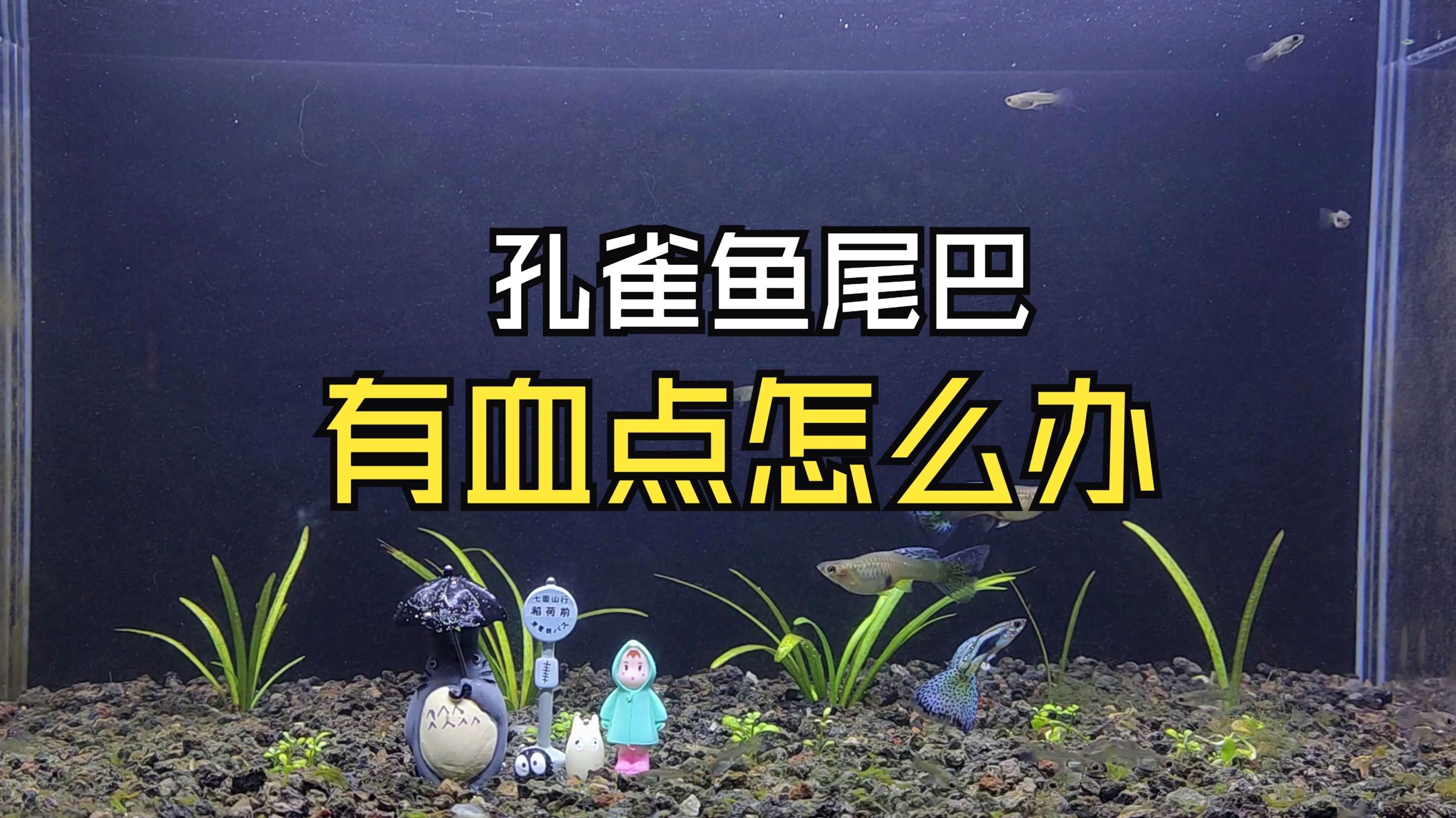 如何判斷魚尾巴發紅是否嚴重，魚尾巴發紅是怎么回事？
