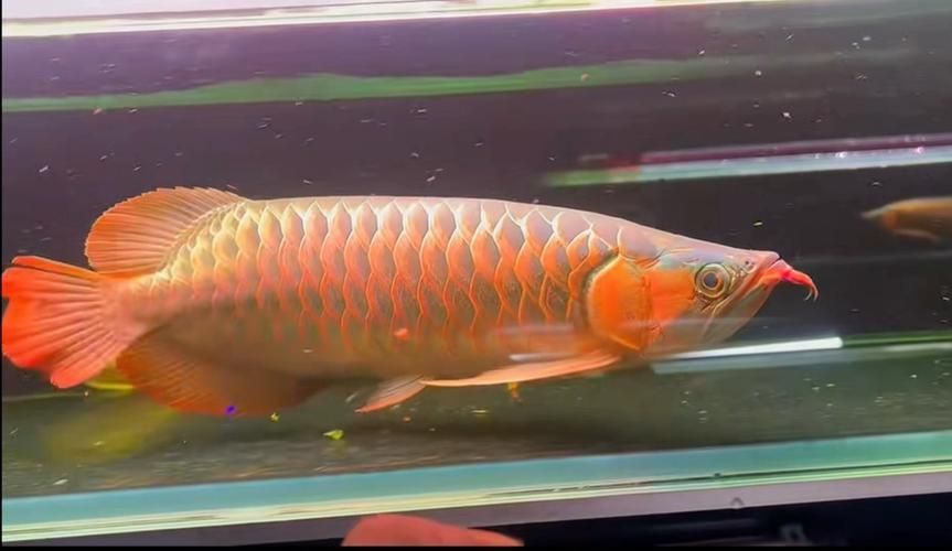 哪里可以購買到正宗的大湖龍魚？，正宗的大湖龍魚有幾個途徑可以買到正宗的大湖龍魚