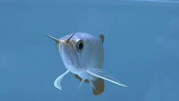 哪里可以購買到正宗的大湖龍魚？，正宗的大湖龍魚有幾個途徑可以買到正宗的大湖龍魚