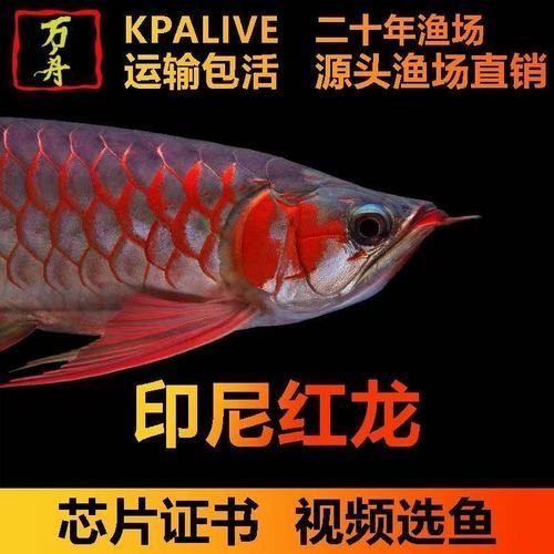 哪里可以購買到正宗的大湖龍魚？，正宗的大湖龍魚有幾個途徑可以買到正宗的大湖龍魚