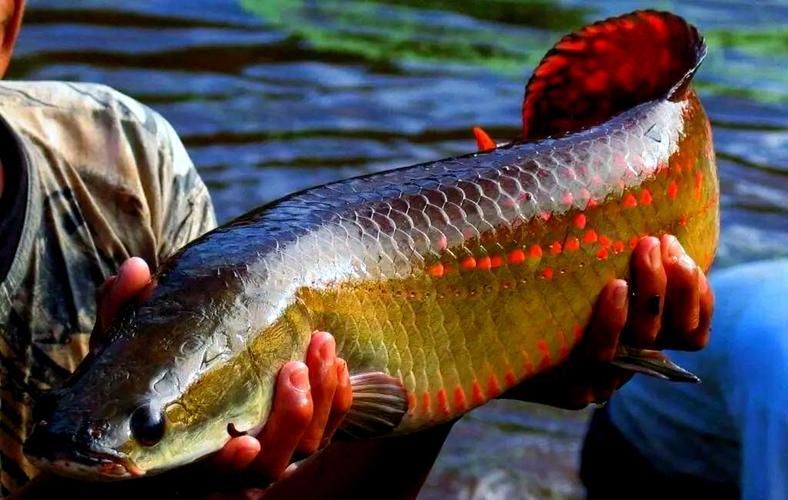 金龍魚和巨骨舌魚哪個更有收藏價值？，金龍魚與巨骨舌魚在收藏價值上的關鍵信息