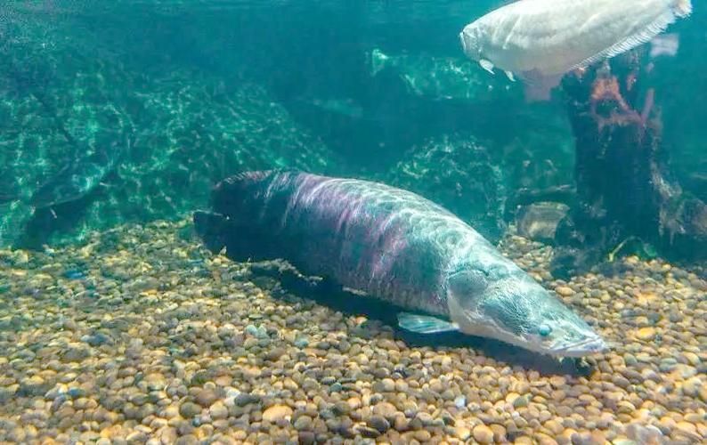金龍魚和巨骨舌魚哪個更有收藏價值？，金龍魚與巨骨舌魚在收藏價值上的關鍵信息