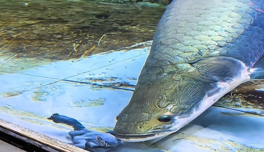 金龍魚和巨骨舌魚哪個更有收藏價值？，金龍魚與巨骨舌魚在收藏價值上的關鍵信息