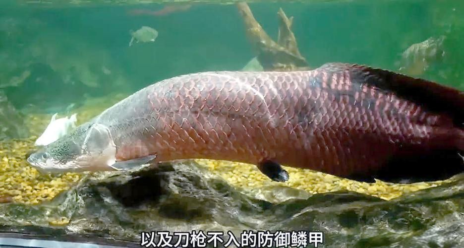 金龍魚和巨骨舌魚哪個更有收藏價值？，金龍魚與巨骨舌魚在收藏價值上的關鍵信息