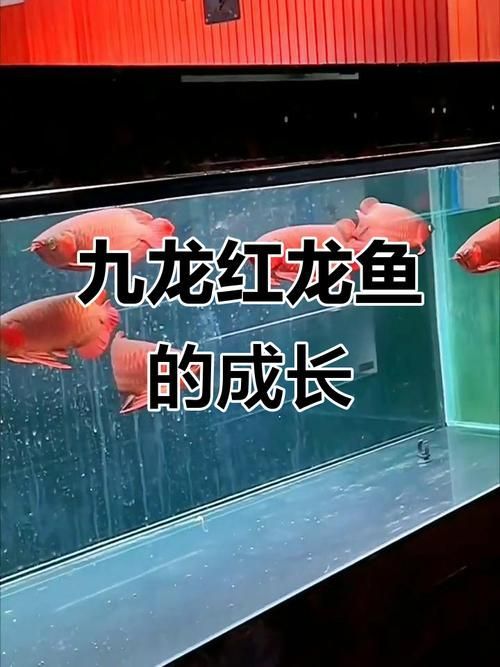 紅龍魚(yú)混養(yǎng)時(shí)應(yīng)該如何分層飼養(yǎng)？，紅龍魚(yú)分層飼養(yǎng)方法 紅龍魚(yú)混養(yǎng)時(shí)應(yīng)該如何分層飼養(yǎng)？，紅龍魚(yú)分層飼養(yǎng)方法 龍魚(yú)百科 第5張