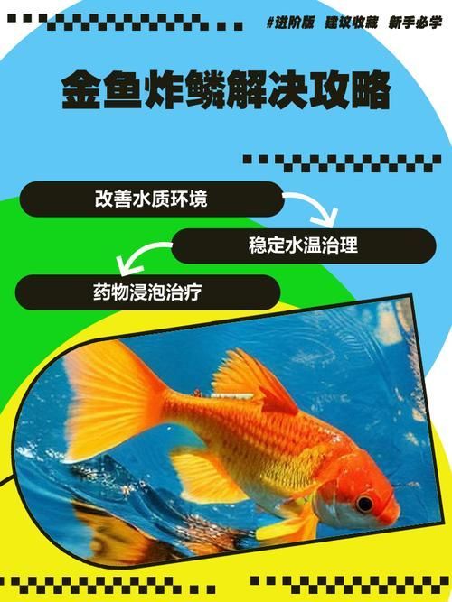 如何預防金魚炸鱗，金魚炸鱗預防系統性預防指南（1000字詳解）