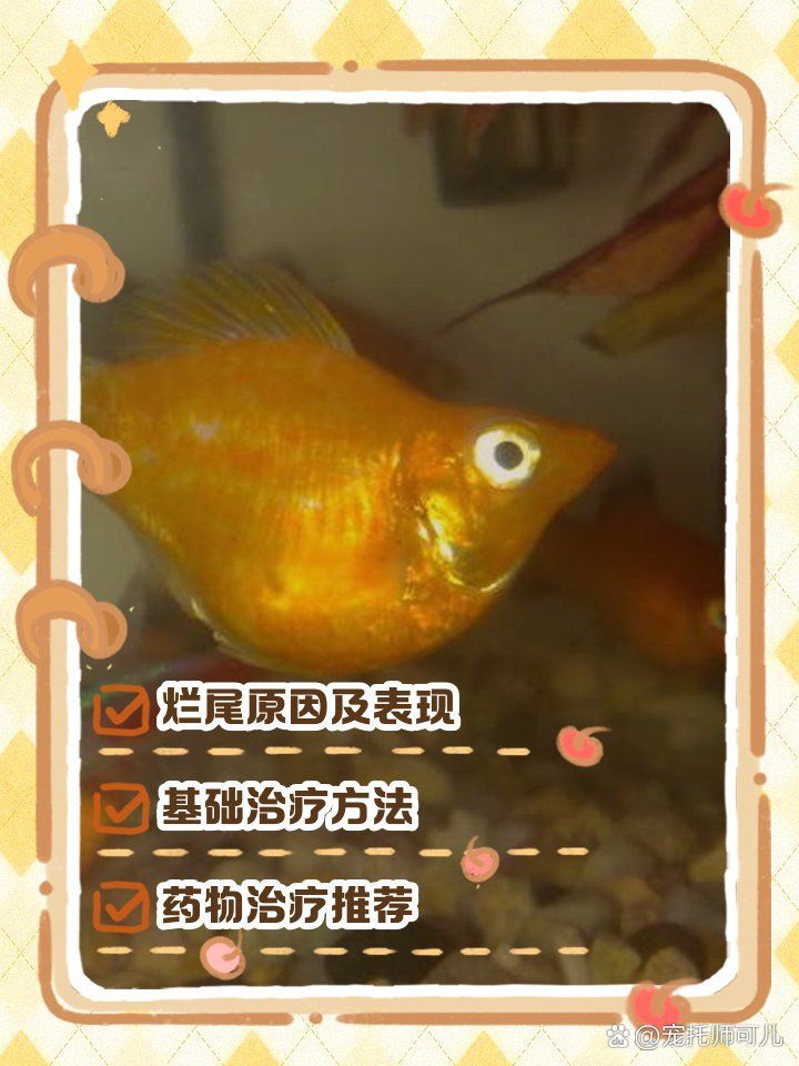 哪種特效藥對魚爛尾巴最有效，哪種特效藥物最有效,魚爛尾巴治療方法介紹